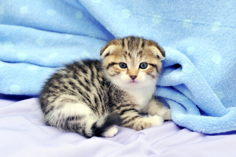 猫がかかりやすい代表的な病気について
